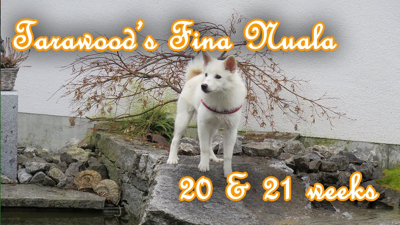 Tarawood&rsquo;s F&iacute;na Nuala: 20 + 21 weeks old (Icelandic Sheepdog) &ndash; Amira&rsquo;s Blog