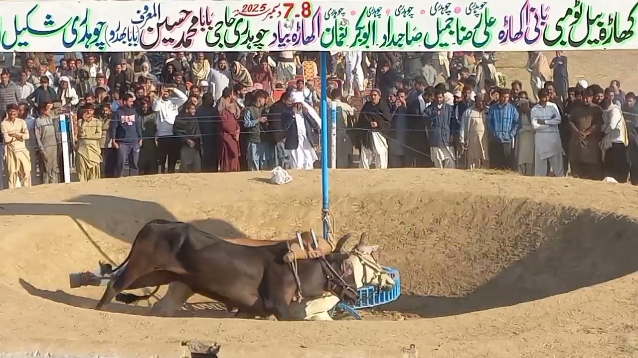 Haji Malik Muhammad Iqbal Of Malka Gujrat | Akhara Bail Tombi Kikrali Gujrat 7,8 December 2025