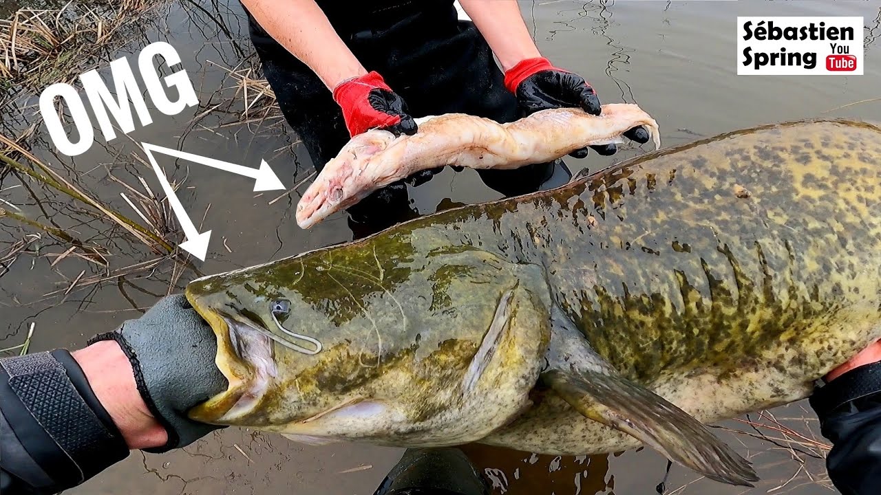 Ce silure a avalé un brochet tout entier, et pourtant il n'a pas hésité à mordre !!!
