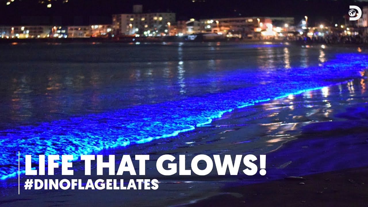 Life that glows! | #Dinoflagellates | Discovery Channel