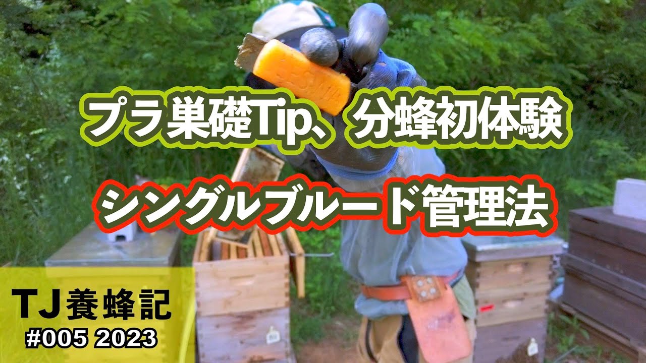 大失敗、分蜂させちゃいました。 6月
