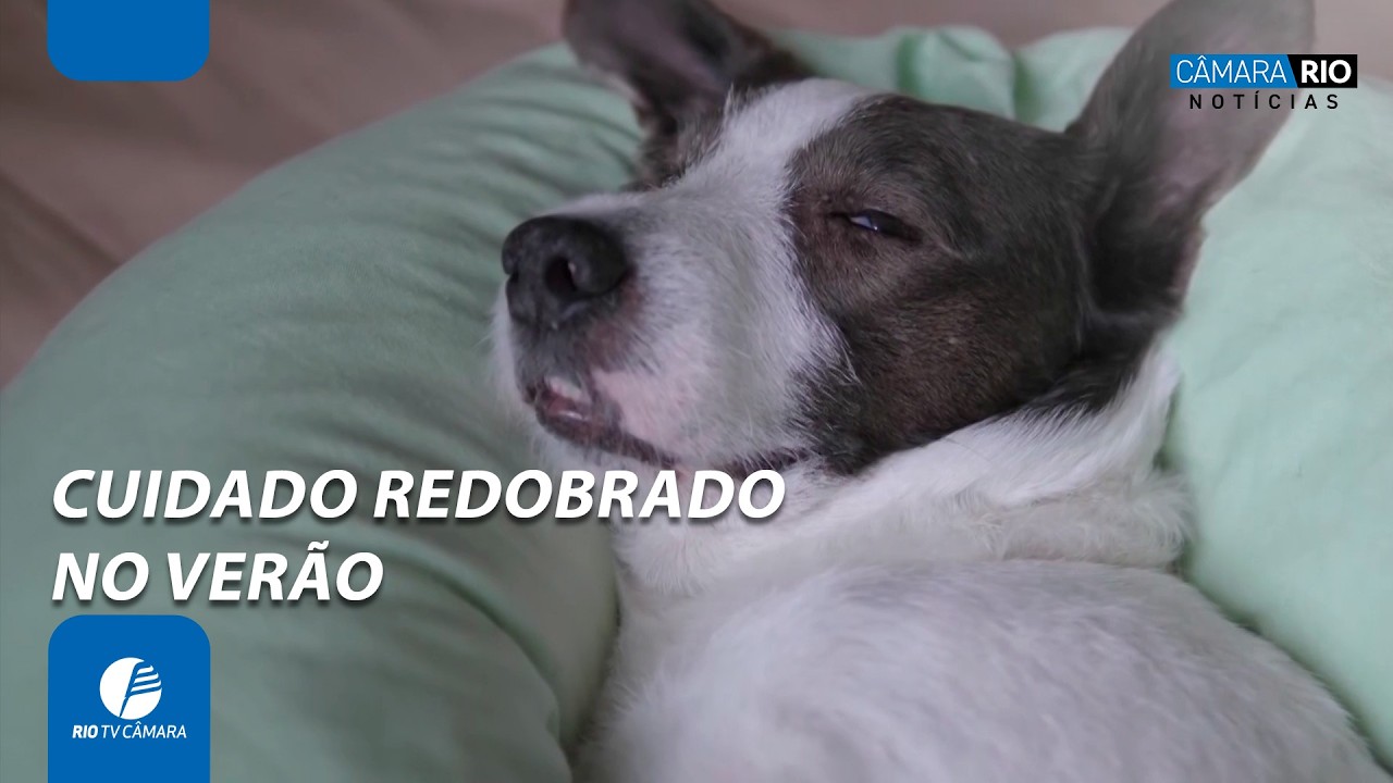Lei Animal na Sombra reforça cuidados com cães em dias de calor extremo