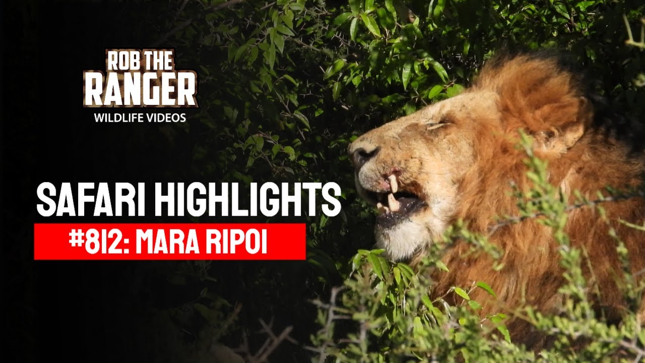 Safari Highlights #812: 13- 14 March 2025 | Lalashe Mara Ripoi | Latest #Wildlife Sightings