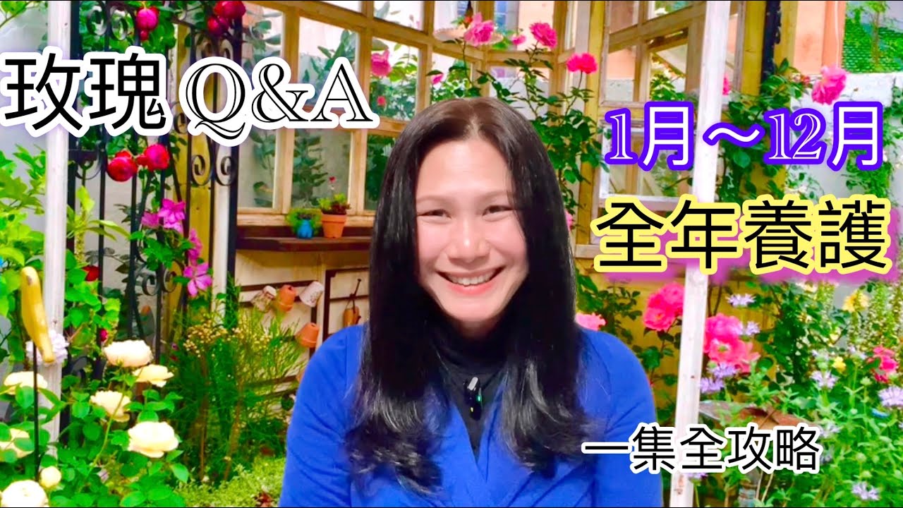【養護全攻略】玫瑰Q&A｜一集讓明白如何照護。從1月～12月的玫瑰花園行事
