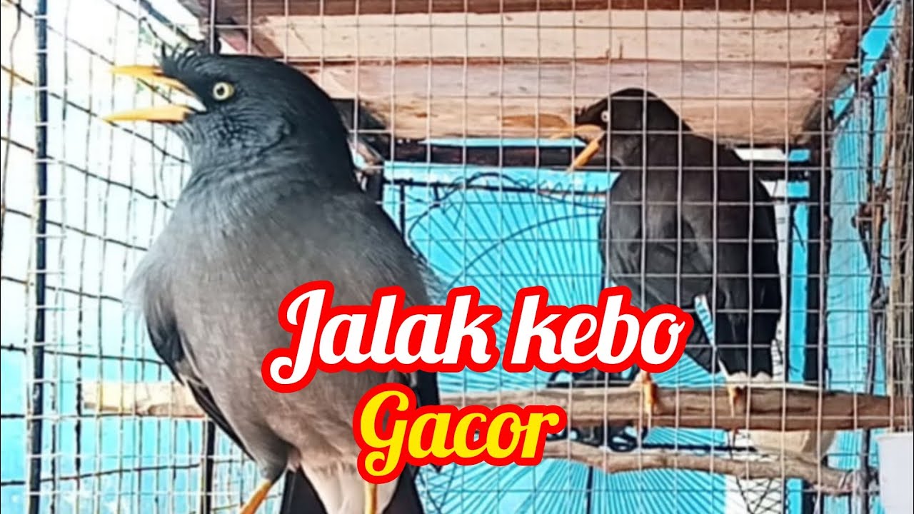 Jalak kebo gacor