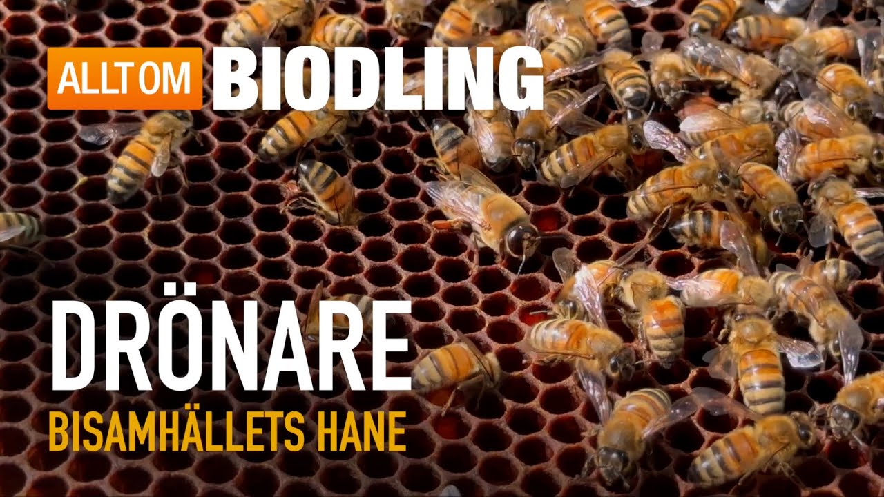 Dr&ouml;nare - Bisamh&auml;llets hane | Honungsbin