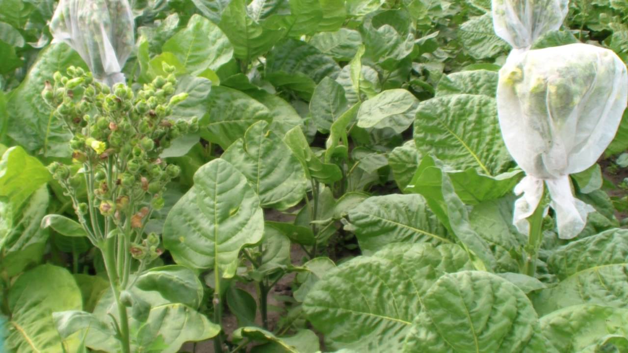 Признаки начала созревания махорки. Техническая зрелость махорки