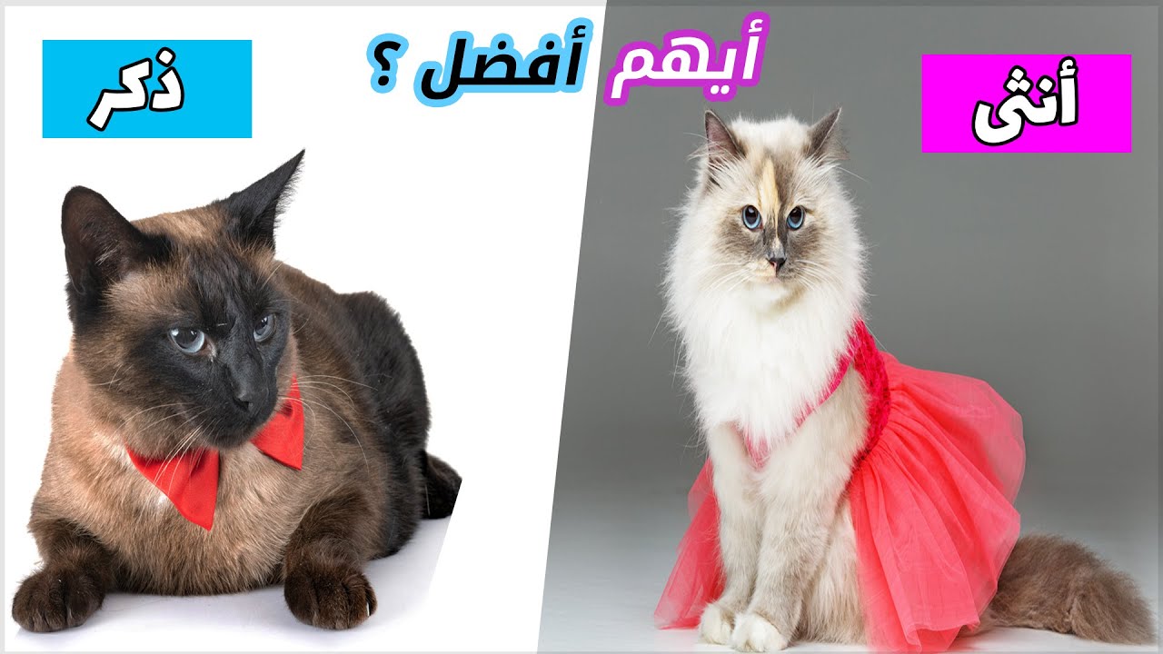 مقارنة بين تربية القطط الإناث وتربية القطط الذكور