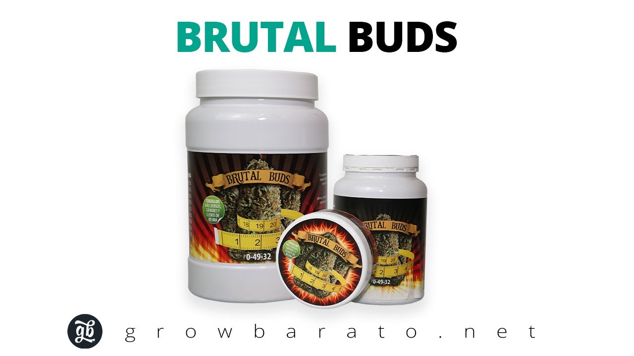 BRUTAL BUDS | Consigue cogollos grandes y de calidad | Growbarato - GB The Green Brand