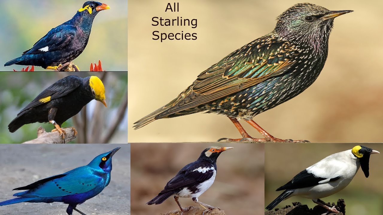 All Starling Species / Starling types
