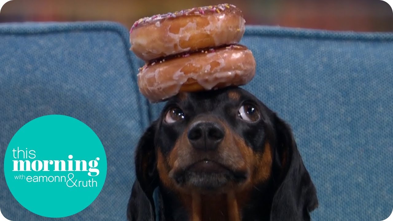 Meet Harlso the Balancing Hound | This Morning