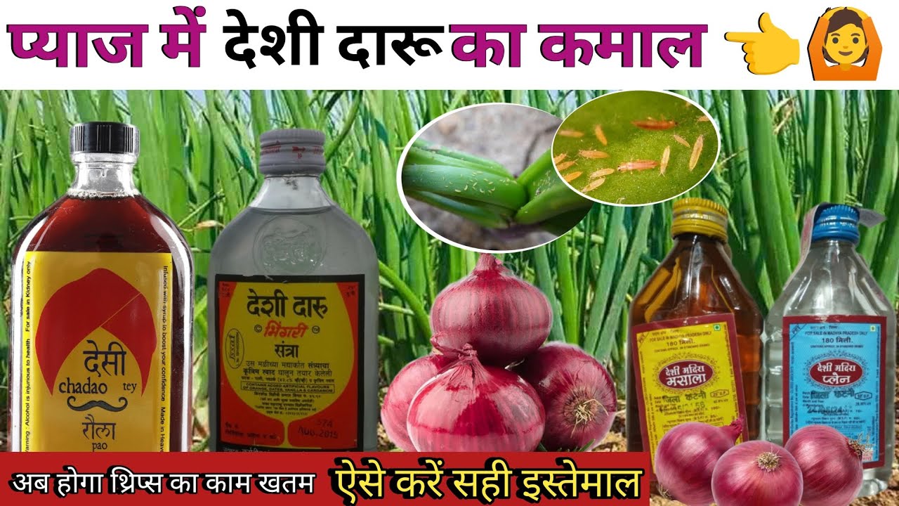 प्याज में दारू का स्प्रे करने पर क्या फायदा होता है | pyaj Mein thrips Ki Dava | fasal Mein daru