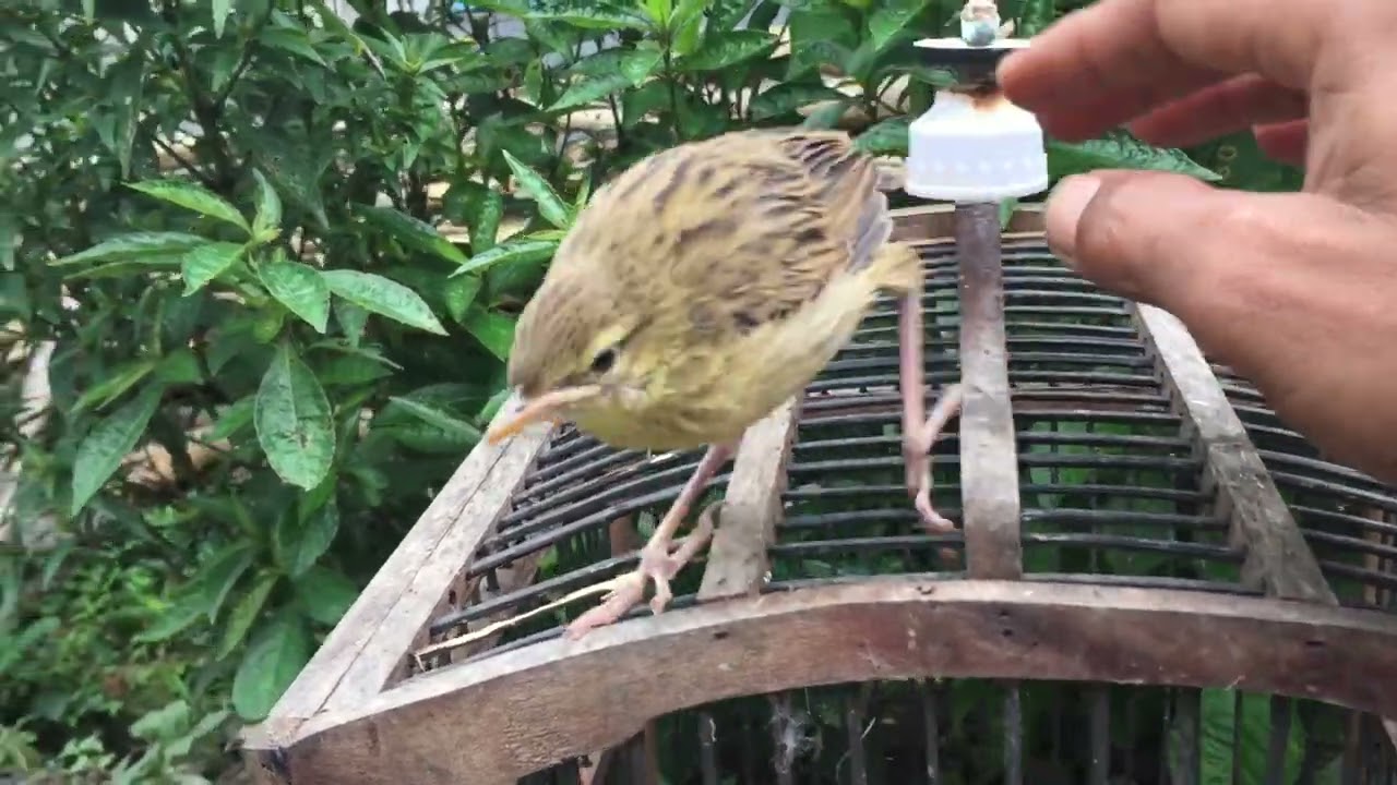 Rawat burung debyak dari 0