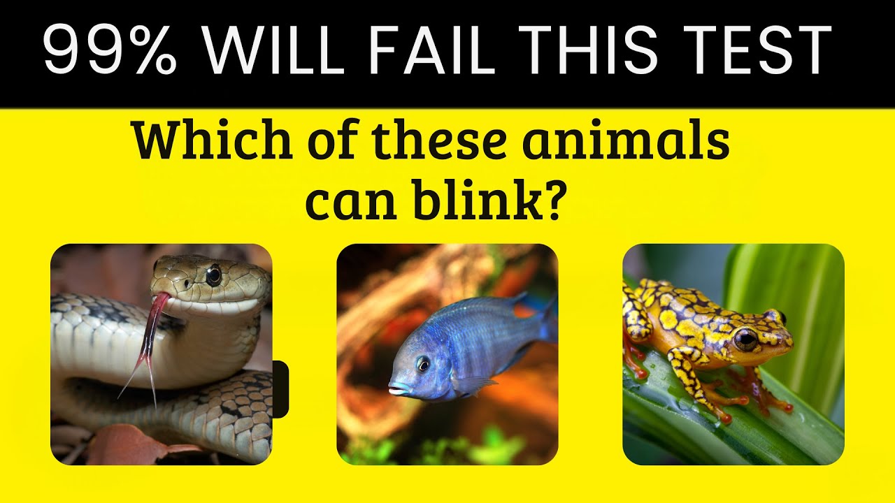 🧠 General Knowledge Quiz 2 | Challenge Your Mind with GK Pro! 🎯👓
