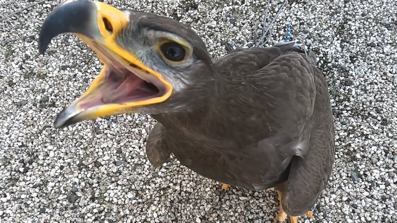 サメイロイヌワシが餌をねだるようになりました。