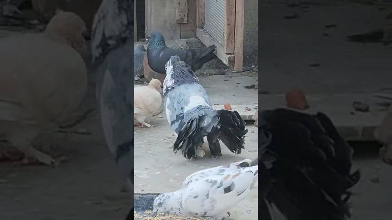 Faizabad (Ayodhya) Pigeons World  is live!