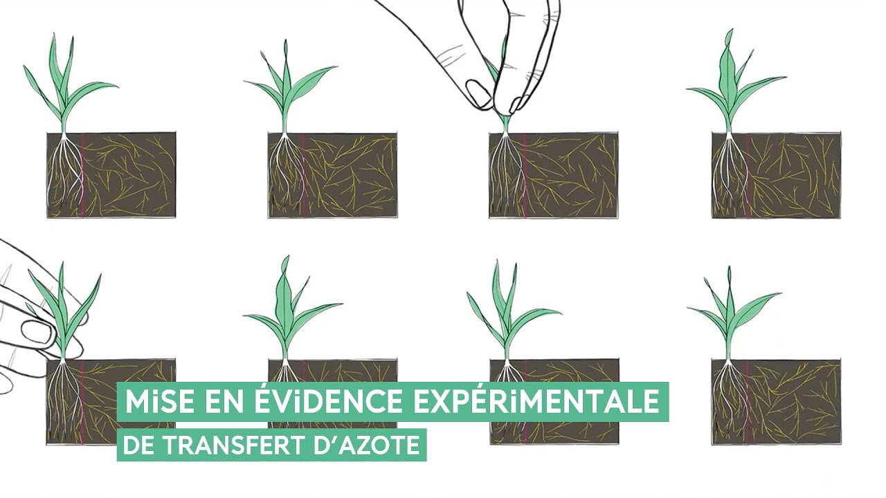 Une mise en évidence expérimentale de transfert d'azote