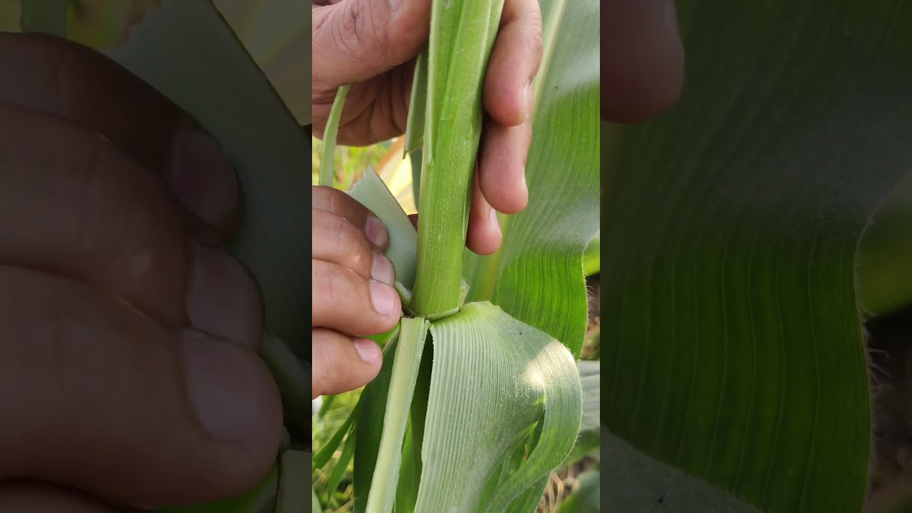what is leaf sheath in maize #education #biology #neet