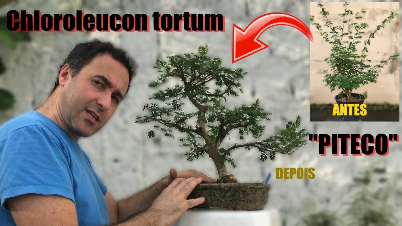 Chloroleucon tortum - PITECO - Maio 2020 até Nov 2020