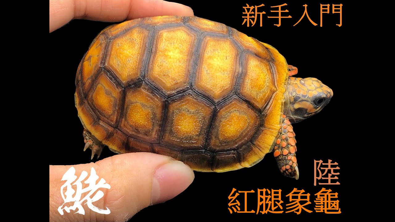 [魚佬頻道]新手入門-陸龜編(紅腿象龜）