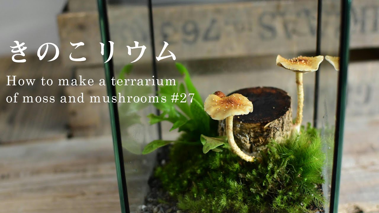 【きのこリウムに挑戦】キノコの生える苔テラリウムの作り方#27