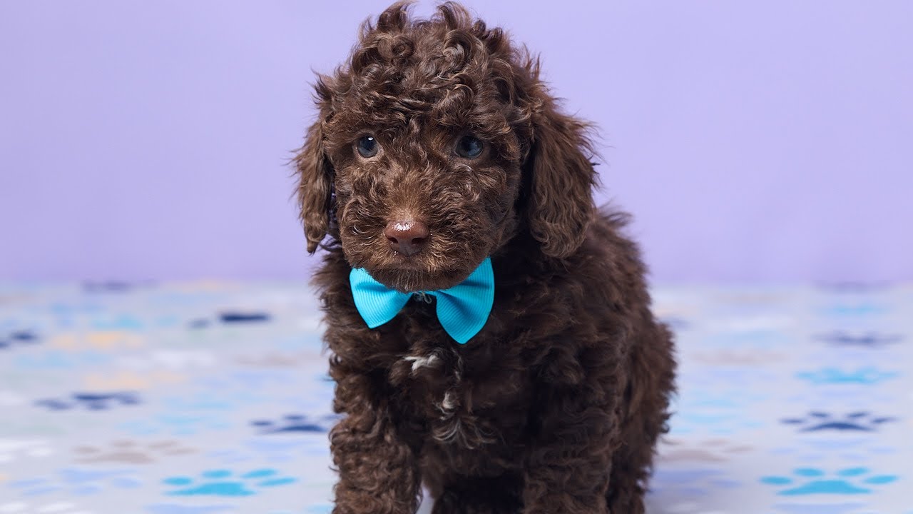 Chip Mini Poodle @ skylinepuppies.com 