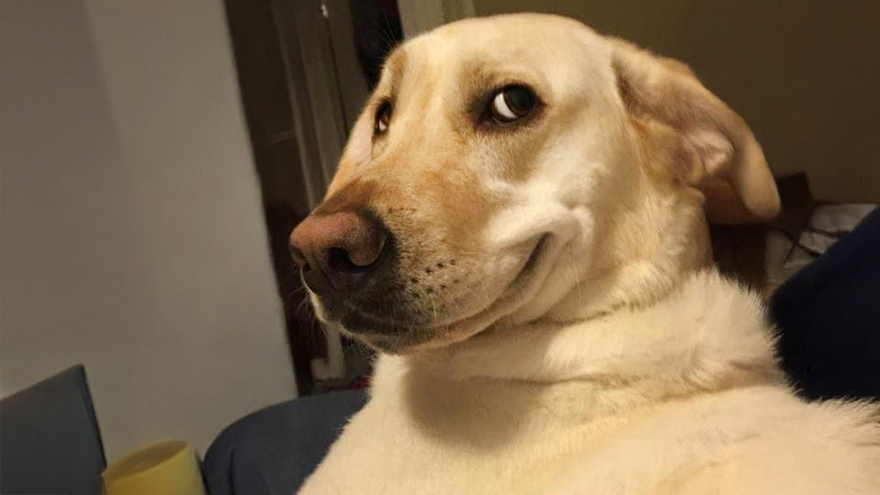 Los Perros Nacen Comediantes 🤪 Intenta No Reír con los Animales Más Divertidos 2025