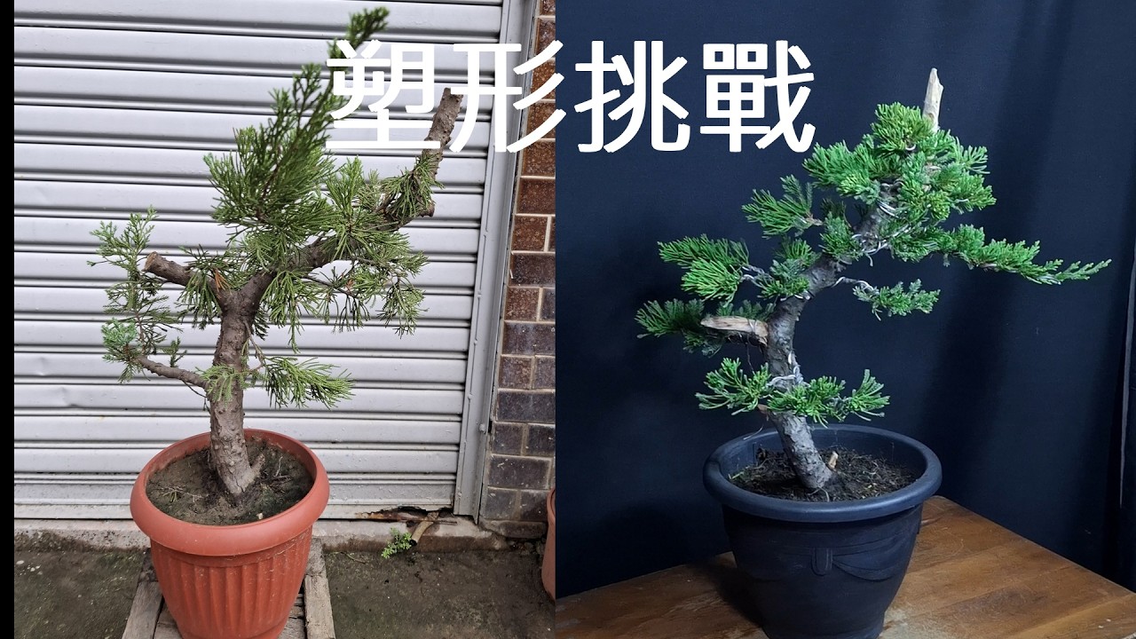🎨親手打造：真柏移植後1年的塑形挑戰 Create your own body shaping challenge