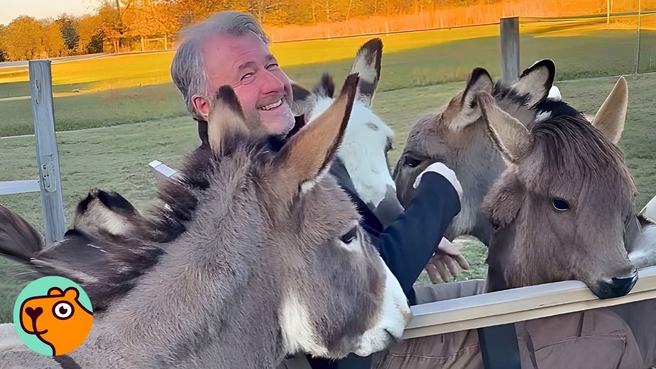 Baby Donkeys Melt When Man Sings, But Why? | Cuddle Buddies