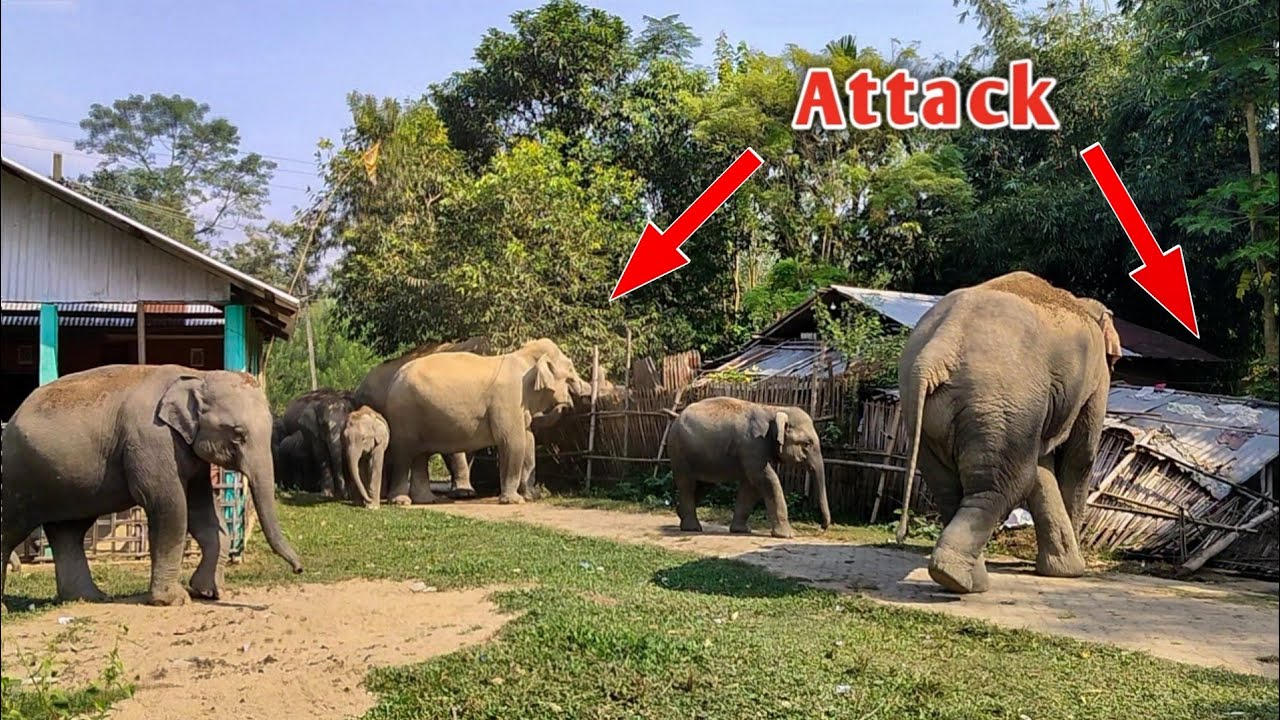 Wild Elephants Destroyed people's houses