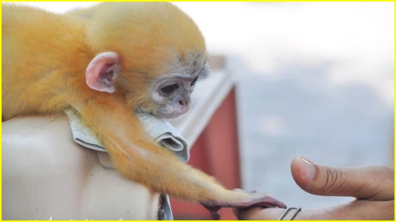 Bébé singe serre la main du sauveteur
