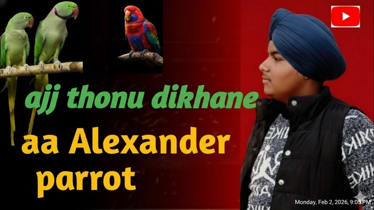 Ajj thonu dikhane aa 'alexander'🦜 Parrots! 😍