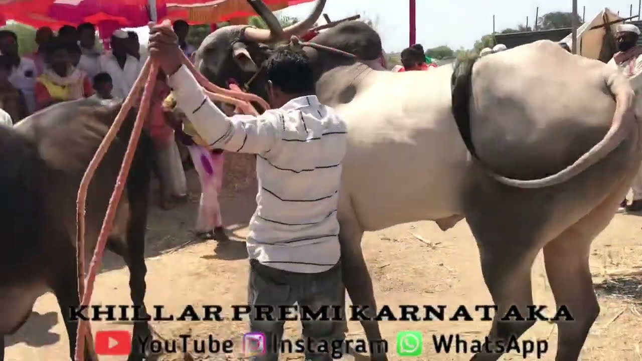 Sunil kolakar Khillar breeding bull 👌✌️