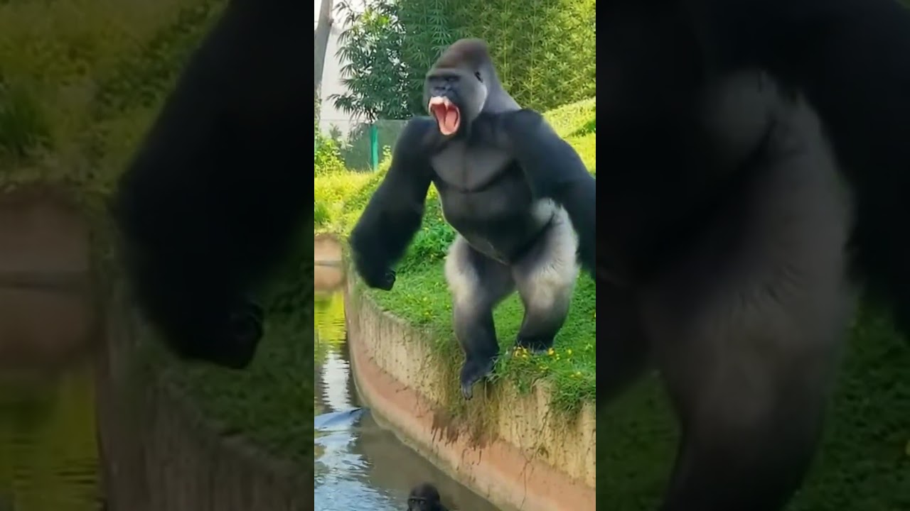 Silverback’s Mean Prank 😂 Gorilla Laughs After Pushing Baby Into Water!