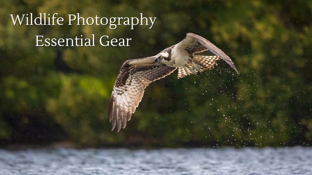 Top 5 Essential Wildlife Photography Gear You Need!