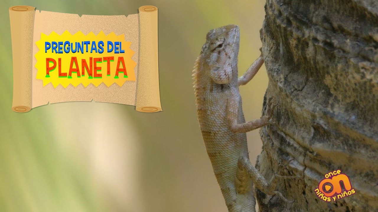 🦎 Animales que se regeneran. Preguntas del planeta.