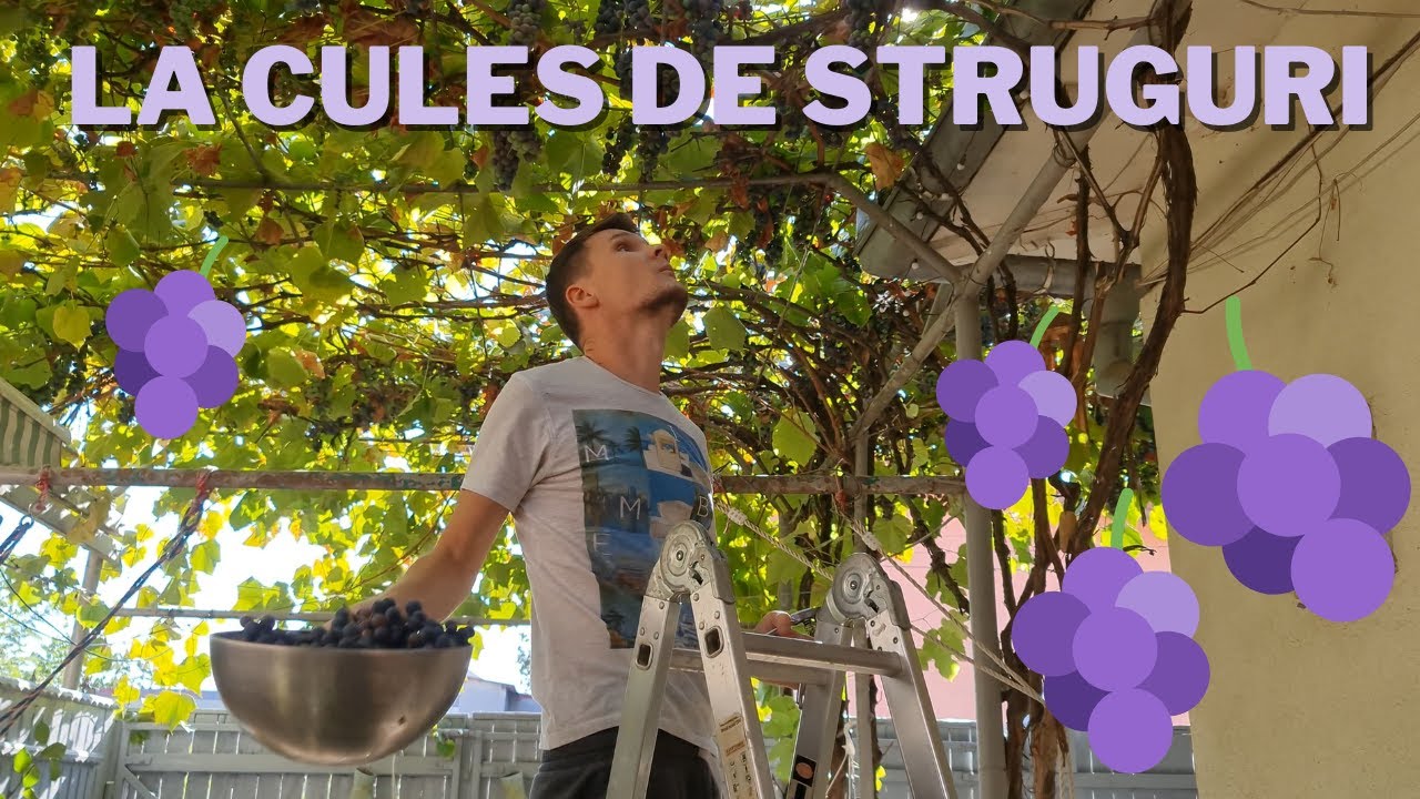 Am cules via! Cum sa faci cel mai bun vin la tine acasa