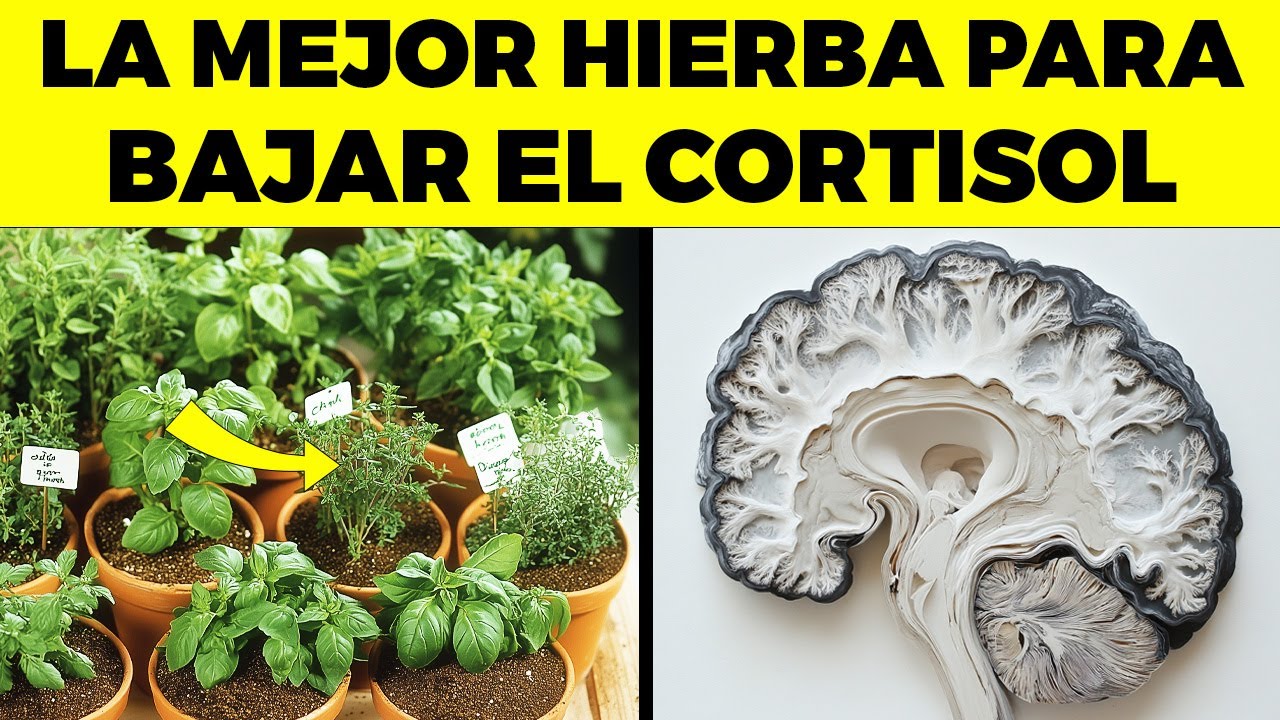 ¡ESTA es LA MEJOR HIERBA Para BAJAR EL CORTISOL!