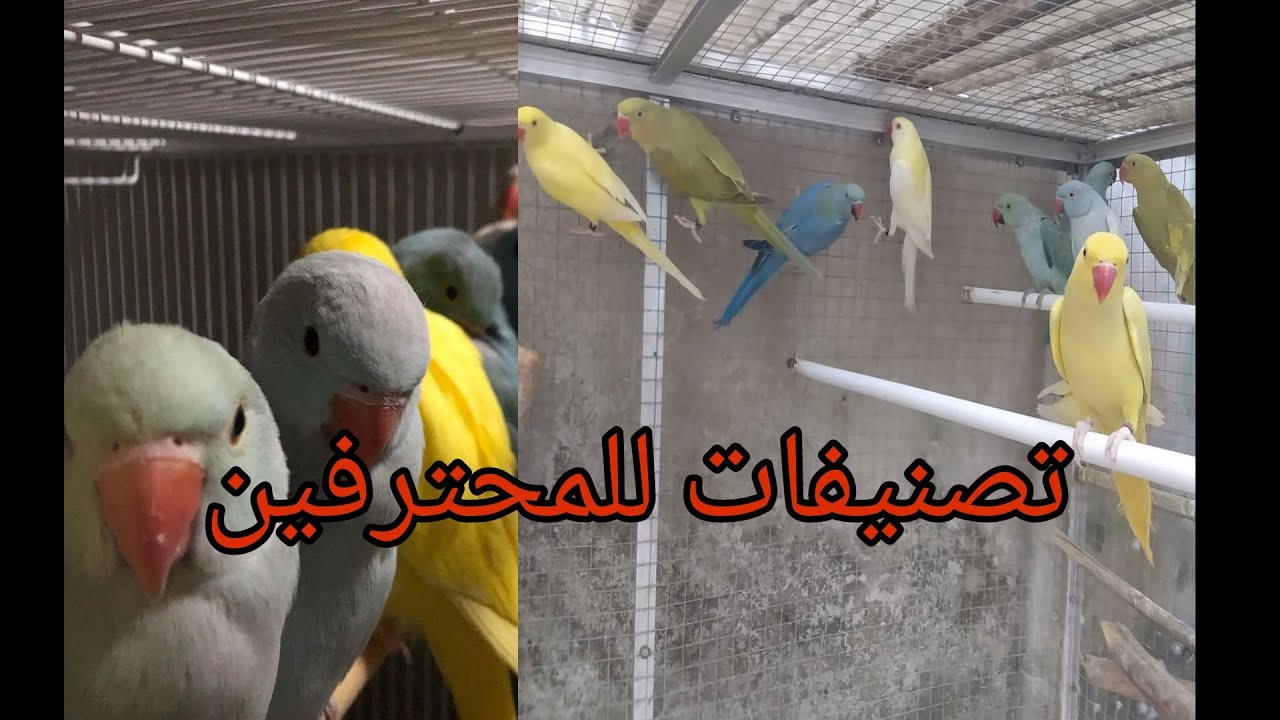 اهم الفروق بين طفرات الدرة الهندي اللاتيني و اللاسوينج و الالبينو