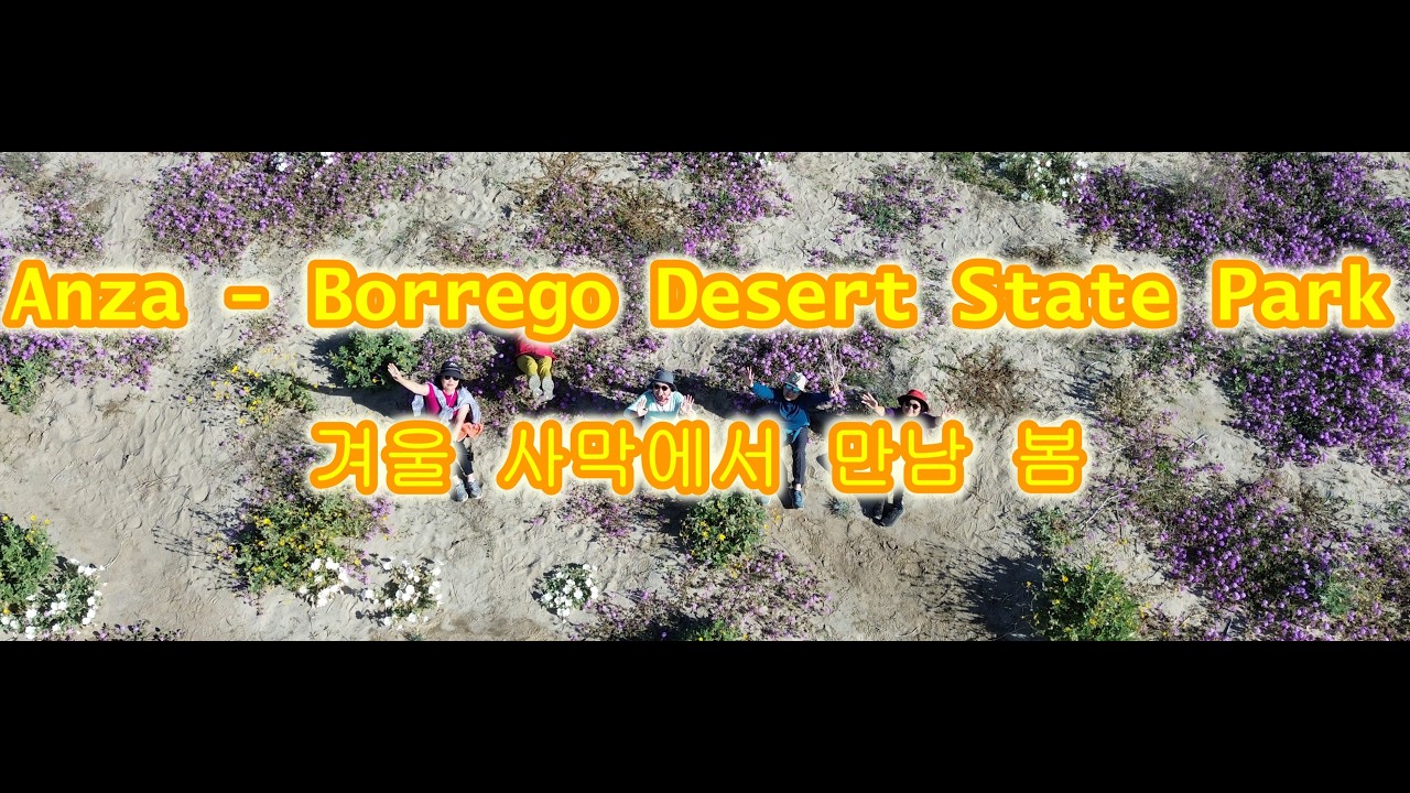 Anza - Borrego Desert State Park 겨울 캠핑 중에 만난 봄, 사막 야생화 여행