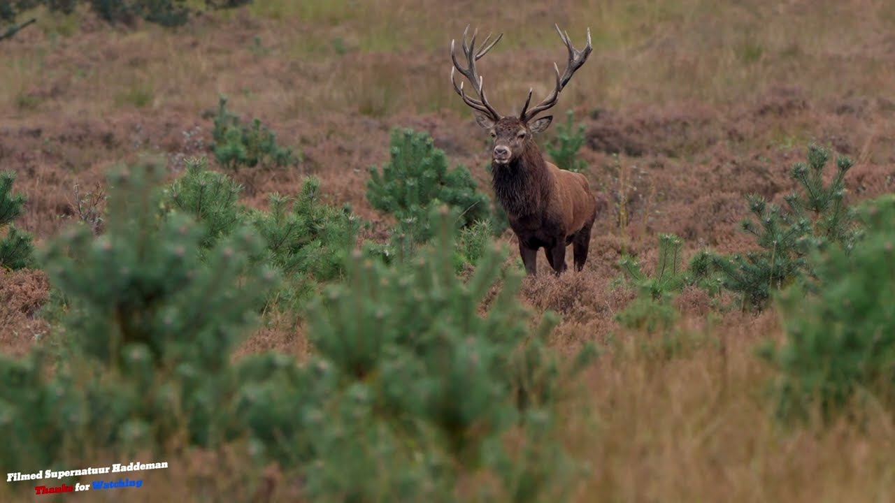 Indrukwekkende geweidragers - Edelhertenbronst VELUWE | Red Deer (Cervus elaphus) Rut Season 2024