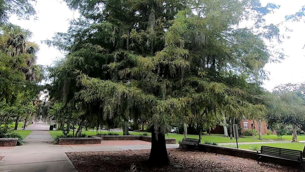 Bald Cypress (Taxodium distichum)