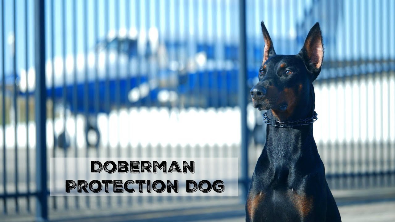 Custom Trained Super Doberman 