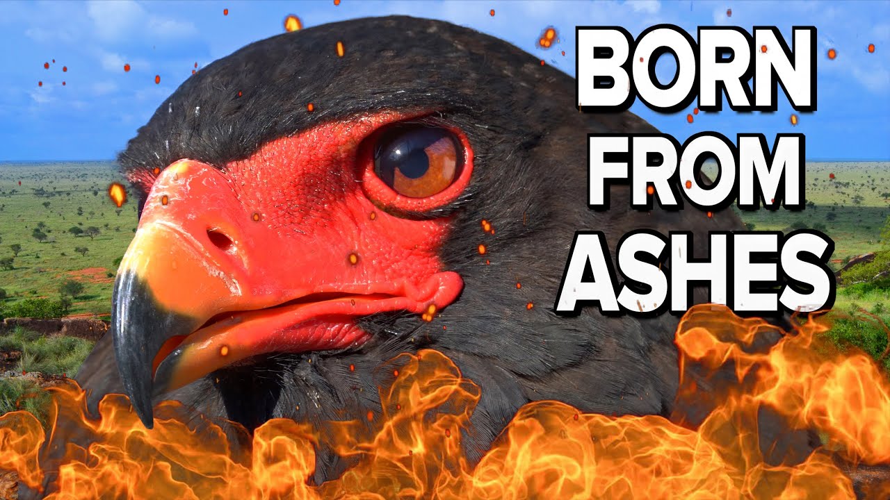 The Real Life Phoenix Bird | The Bateleur Eagle