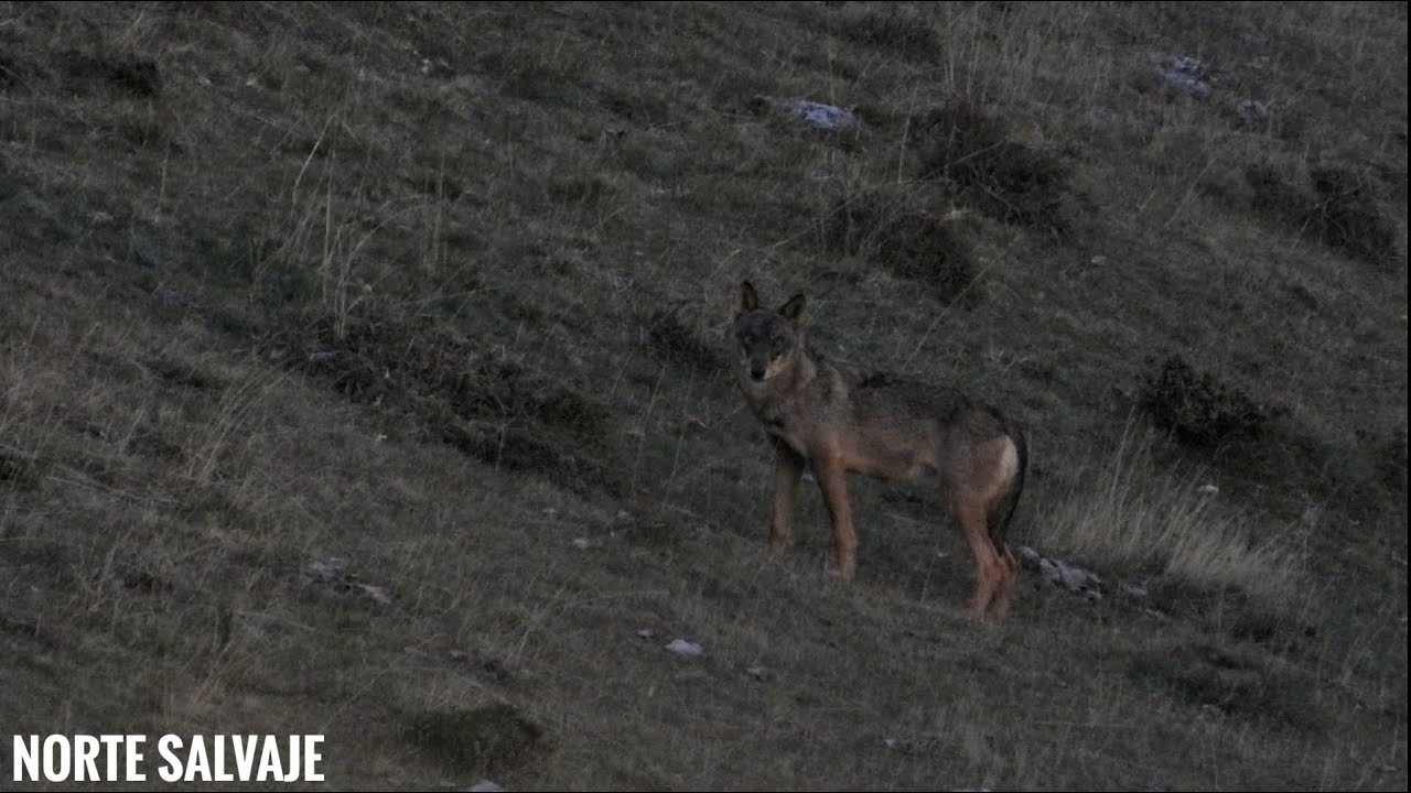 LOBO IBERICO: 5 lobos, 1 jabalí muy atrevido y 1 vaca con suerte (ver descripcion)