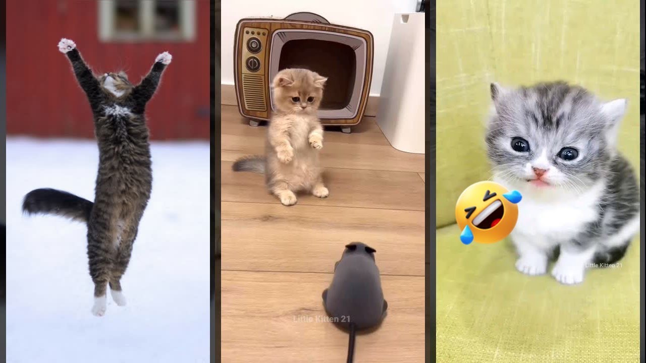 Funniest Cat 😹 #trending 😻 #lifeandcats Ep 6045