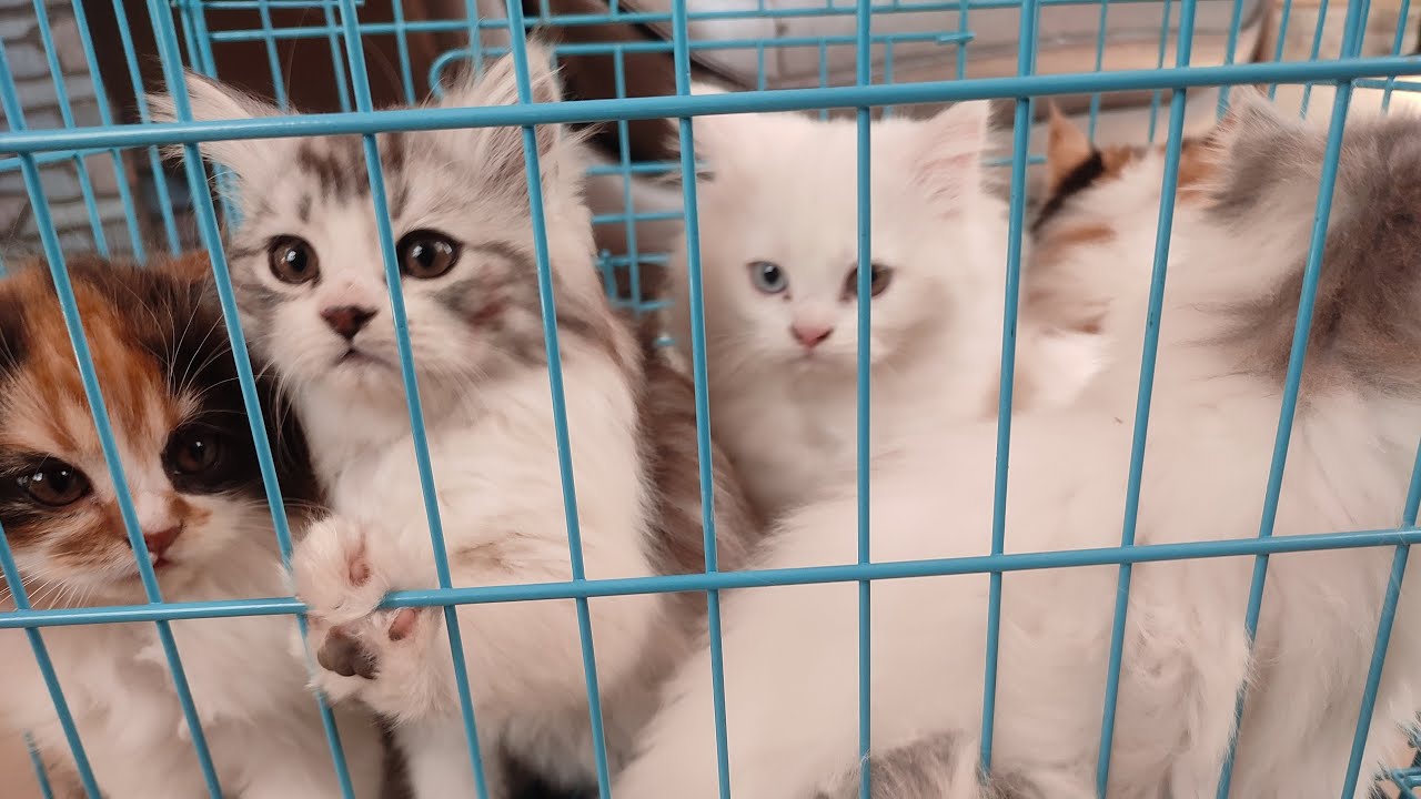 🛑 cute cat kittens 😍 #viral #trending #YouTube live #Aps #Balqees ka Aashiyana