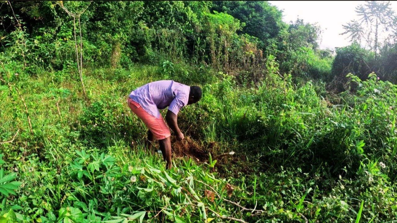 Harvesting My Cassava 🌿 Fresh from the Farm