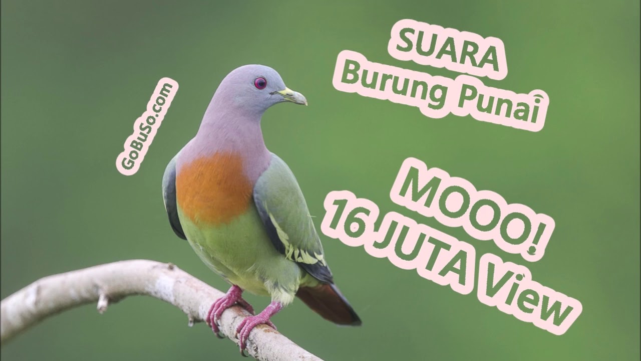 Green Pigeon Relaxing Nature Sounds -  Suara Pikat Burung Punai Daun Tanah Asli Gacor Siul Mp3