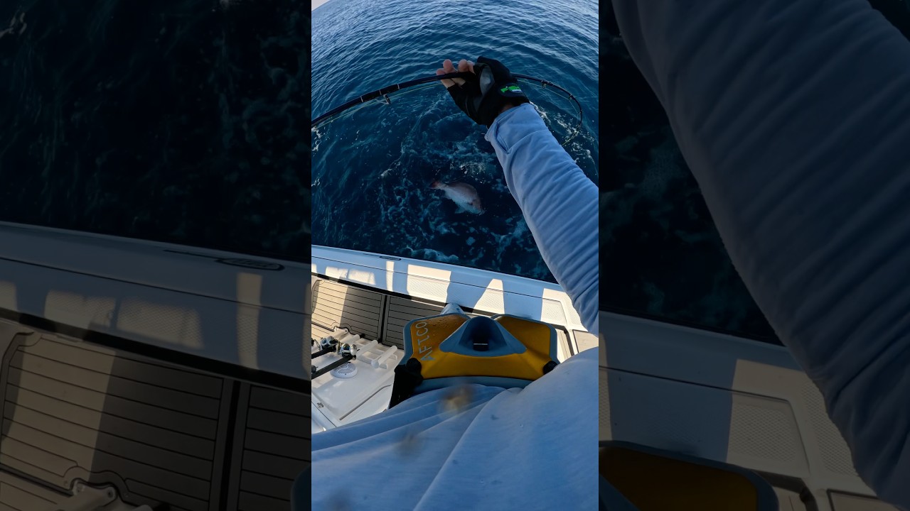 How to Chum up and Catch a Red Snapper in 60 seconds 